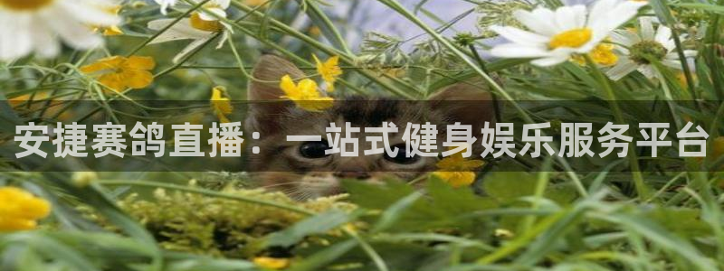 919直播：安捷赛鸽直播：一站式健身娱乐服务平台